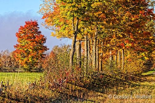 Autumn Trees_29314.jpg - Photographed near Kilmarnock, Ontario, Canada.